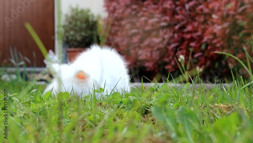 coniglio in giardino