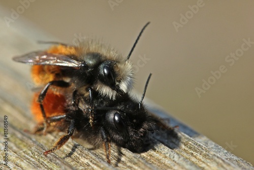 Gehörnte Mauerbienen (Osmia cornuta) bei der Paarung