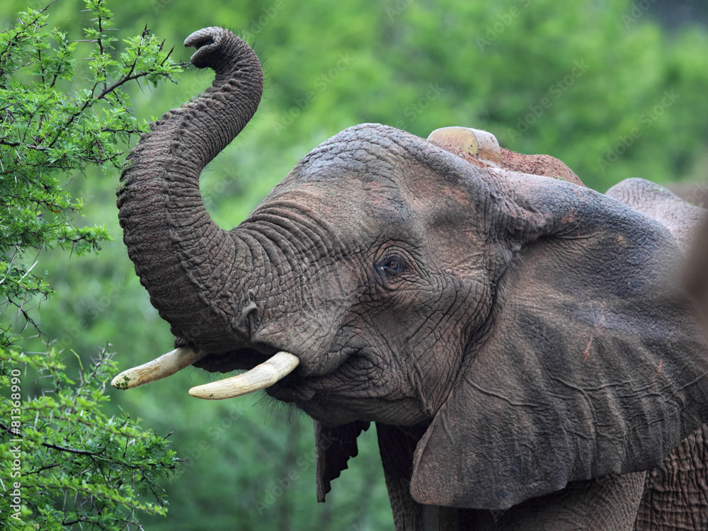 Fototapeta premium Afrikanischer Elefant (Loxodonta africana)