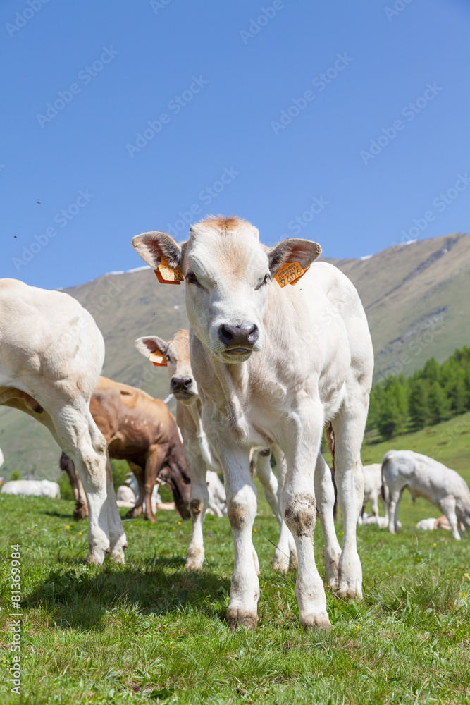 Fototapeta premium Free calf on Italian Alps
