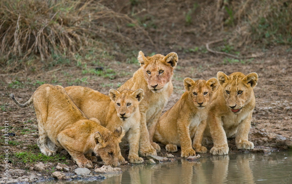 Five young lions drink water. Tanzania. Serengeti. Five young lions drink water. Tanzania. Serengeti.