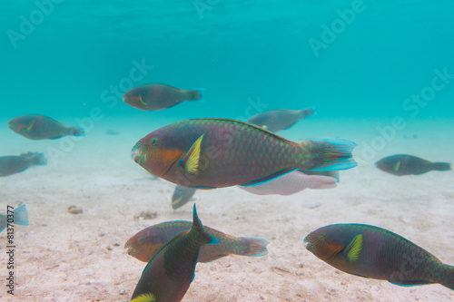 Underwater photography of a parrot fish swimming in ocean