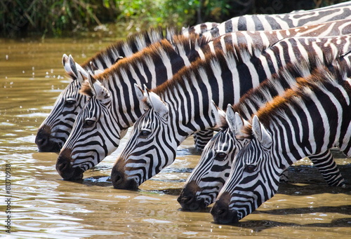 Zebras are drinking water. Tanzania. Serengeti National Park. Africa. #81370938
