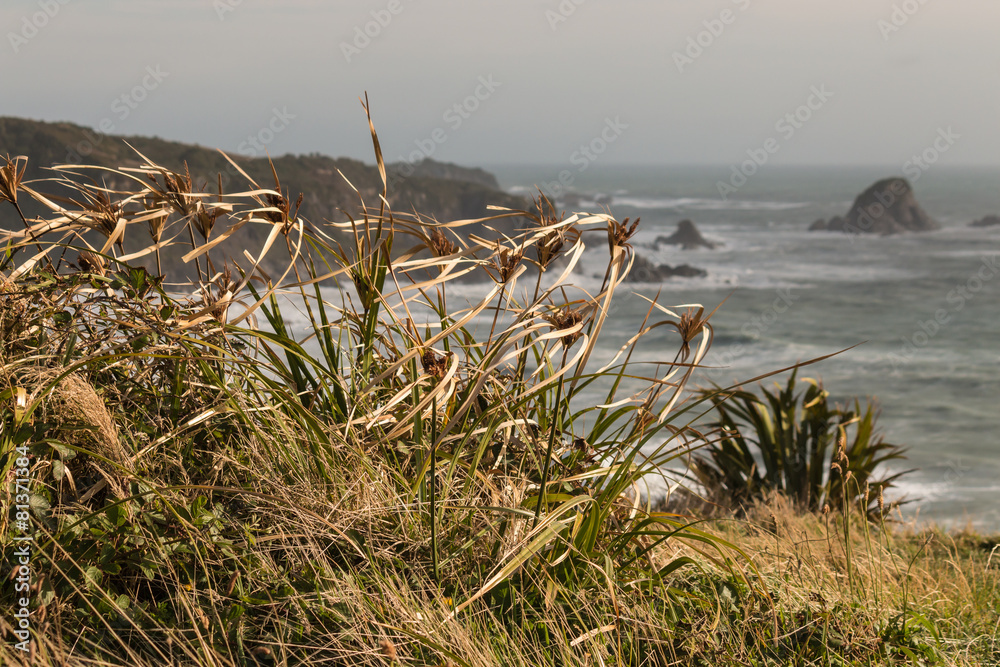blades of grass in wind above West Coast in New Zealand