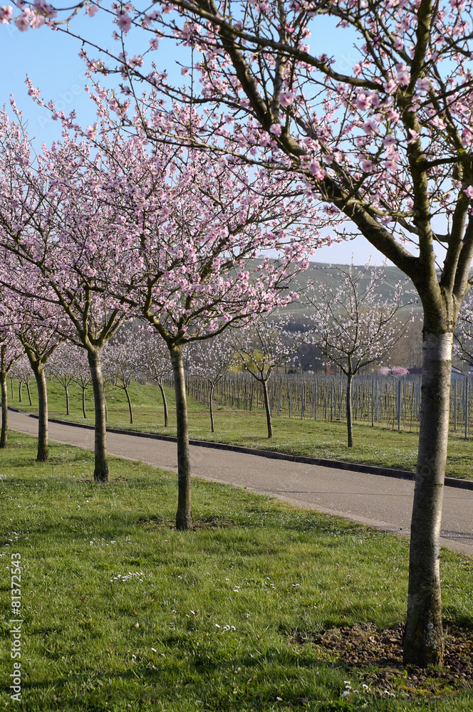 Blühende Mandelbäume (Prunus dulcis) Blühende Mandelbäume (Prunus dulcis)