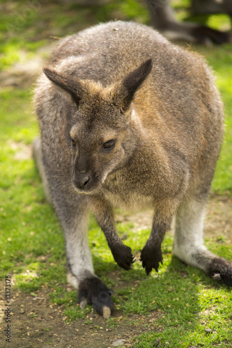 Cute wallaby