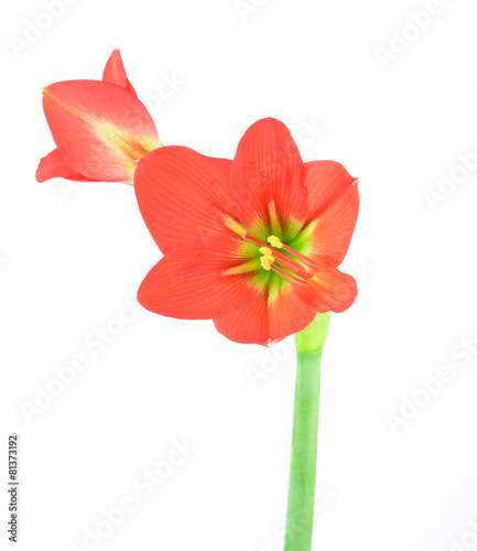 red amaryllis Flower on white background