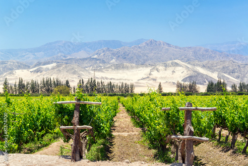 Lush Pisco Vineyard in Peru photo