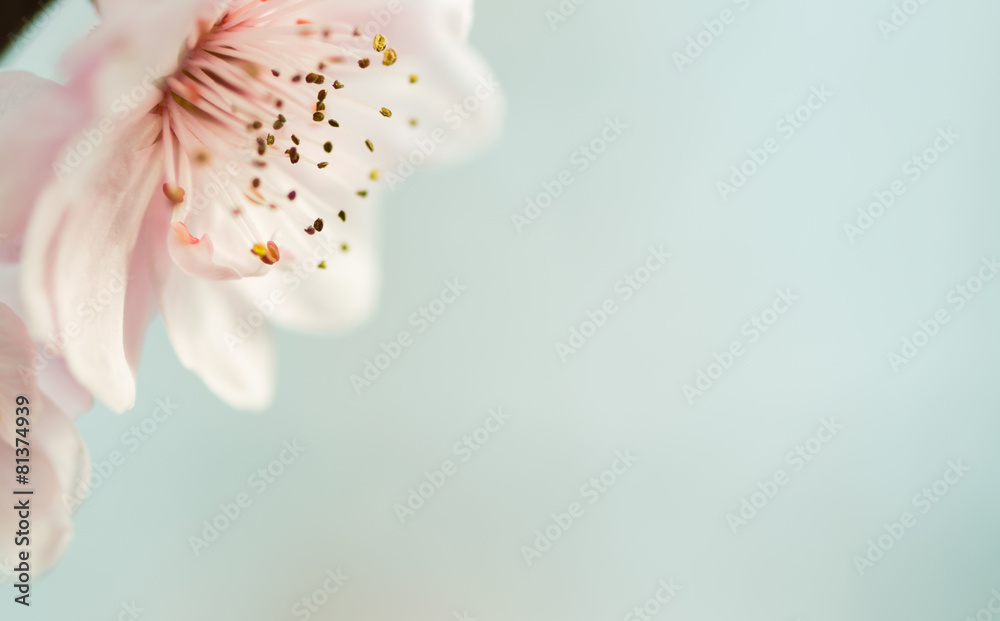 Fototapeta premium The plum blossom in spring 