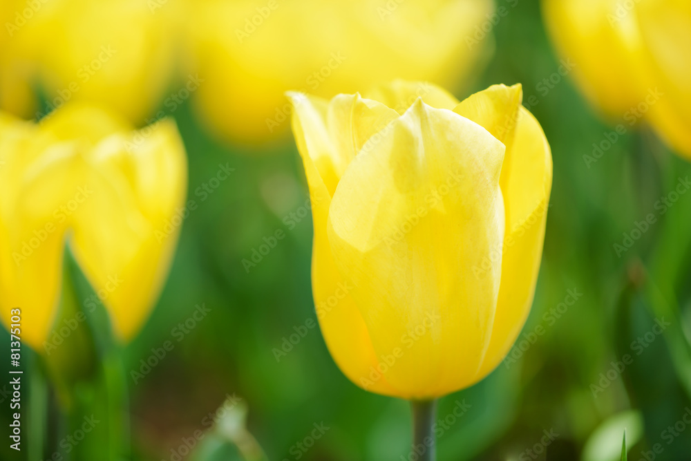 Fototapeta premium tulip