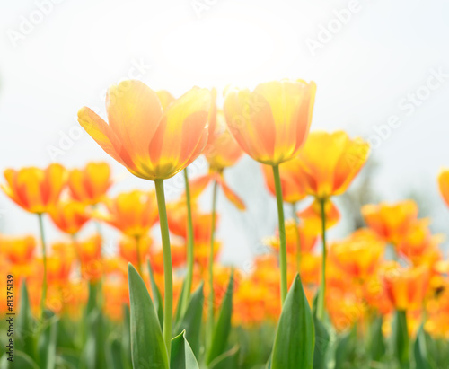 Fototapeta Naklejka Na Ścianę i Meble -  Holland tulip
