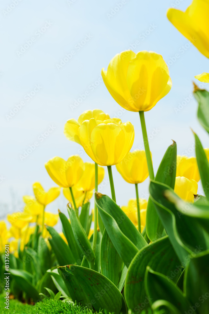 Obraz premium Holland tulip
