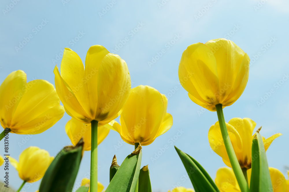 Obraz premium Holland tulip