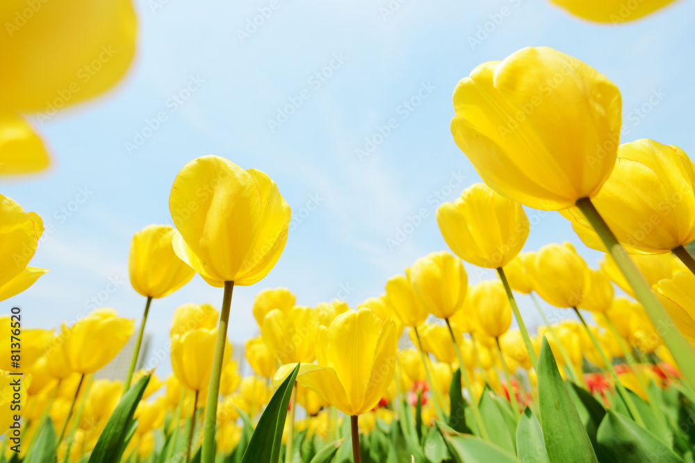 Fototapeta premium Holland tulip