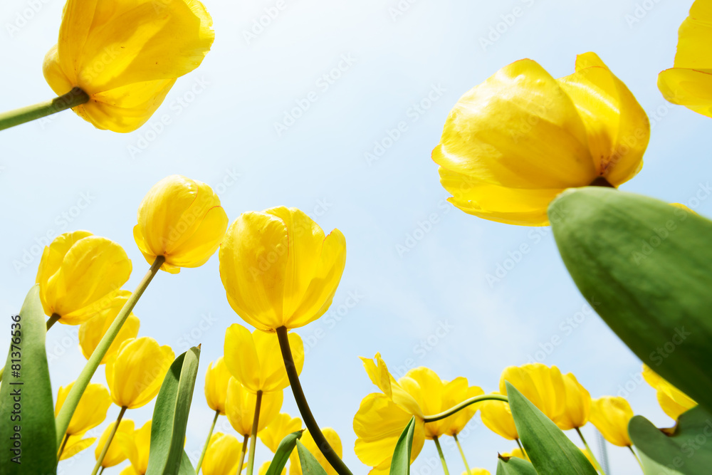 Fototapeta premium Holland tulip