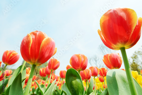 Holland tulip