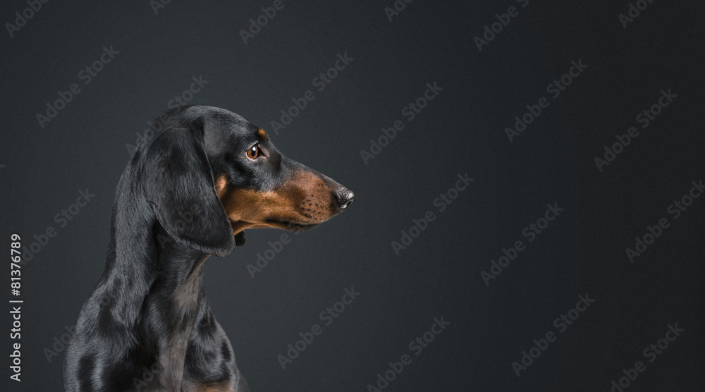 Dachshund looking to the side