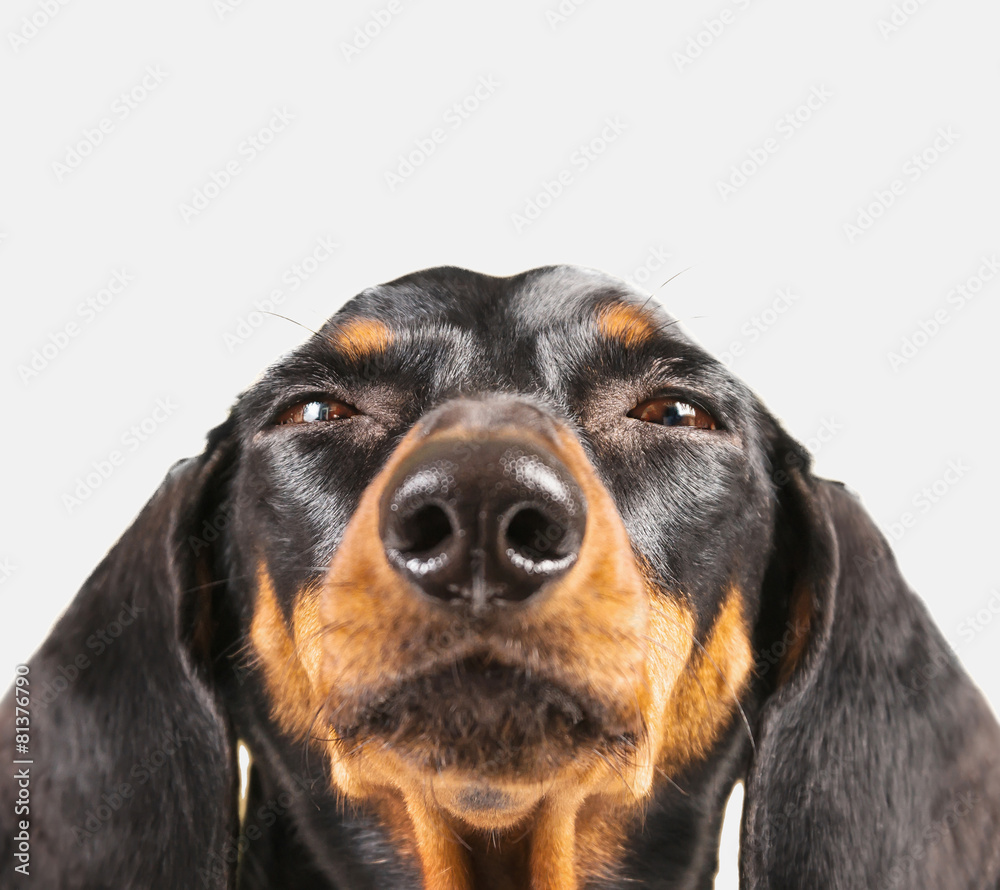Cute dachshund dog