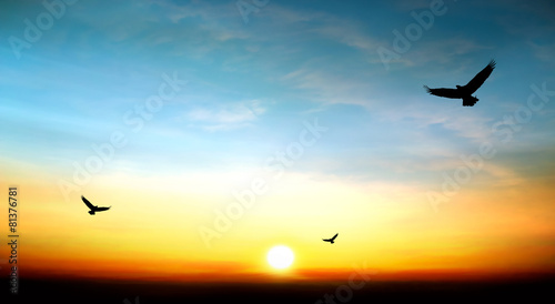 eagle flying in the sky beautiful sunset