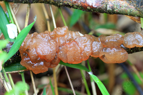 Cloud ear fungus (Auricularia polytricha) in Japan photo