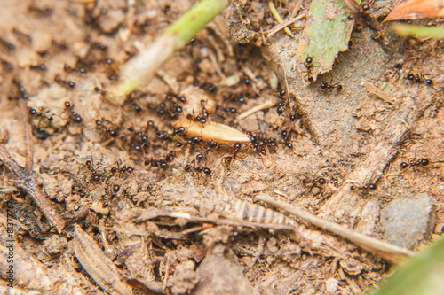 black Ants army carrying food