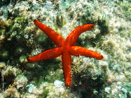 red starfish on a bed of seaweed