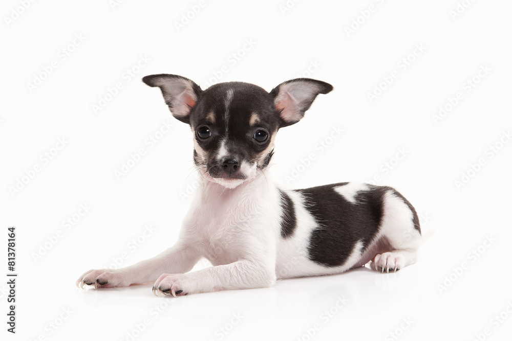 Dog. Chihuahua puppy on white background Dog. Chihuahua puppy on white background