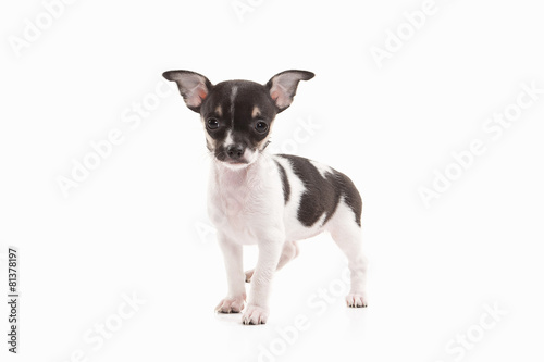 Dog. Chihuahua puppy on white background © dionoanomalia