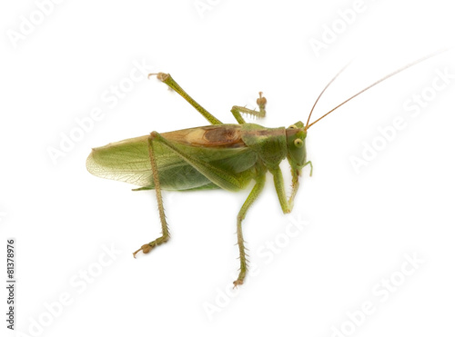 locust isolated