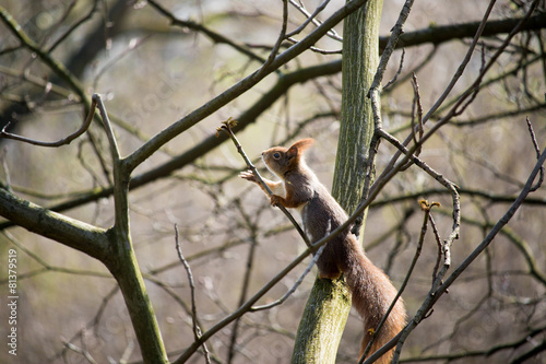 Eichhörnchen im Baum