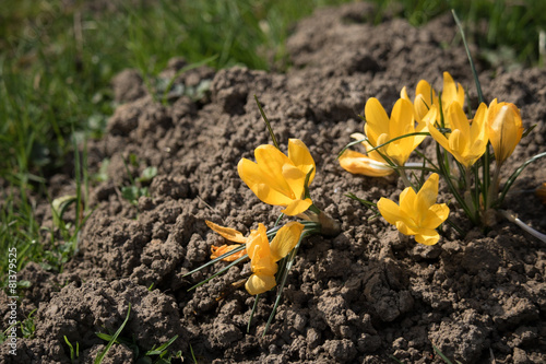 Krokus im Maulwurfhügel