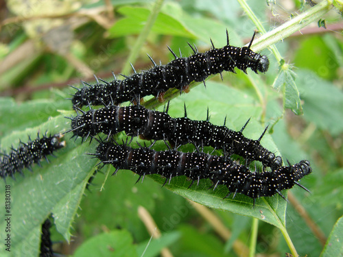 Foto Caterpillar hives on the green foliage