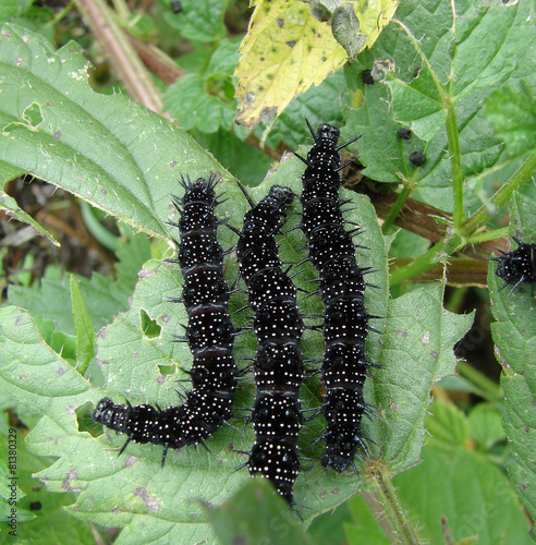 Canvas Print Black caterpillar urticaria eat green leaves