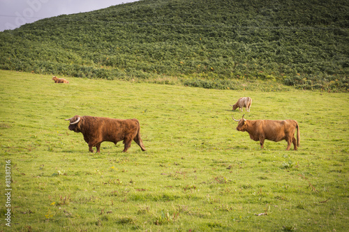 Vacas escocesas de pelo largo