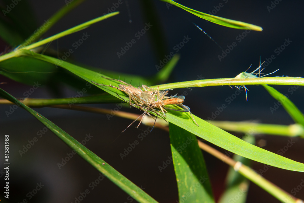 little spider on the leaf with captured prey little spider on the leaf with captured prey