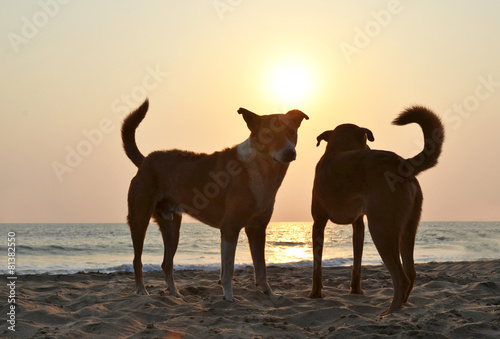 Pair of stray dogs on Agonda beach of South Goa, India © HappyAlex