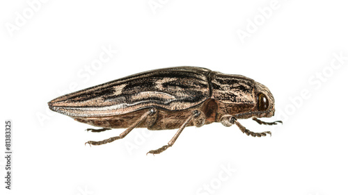 Macro of borer beetle
