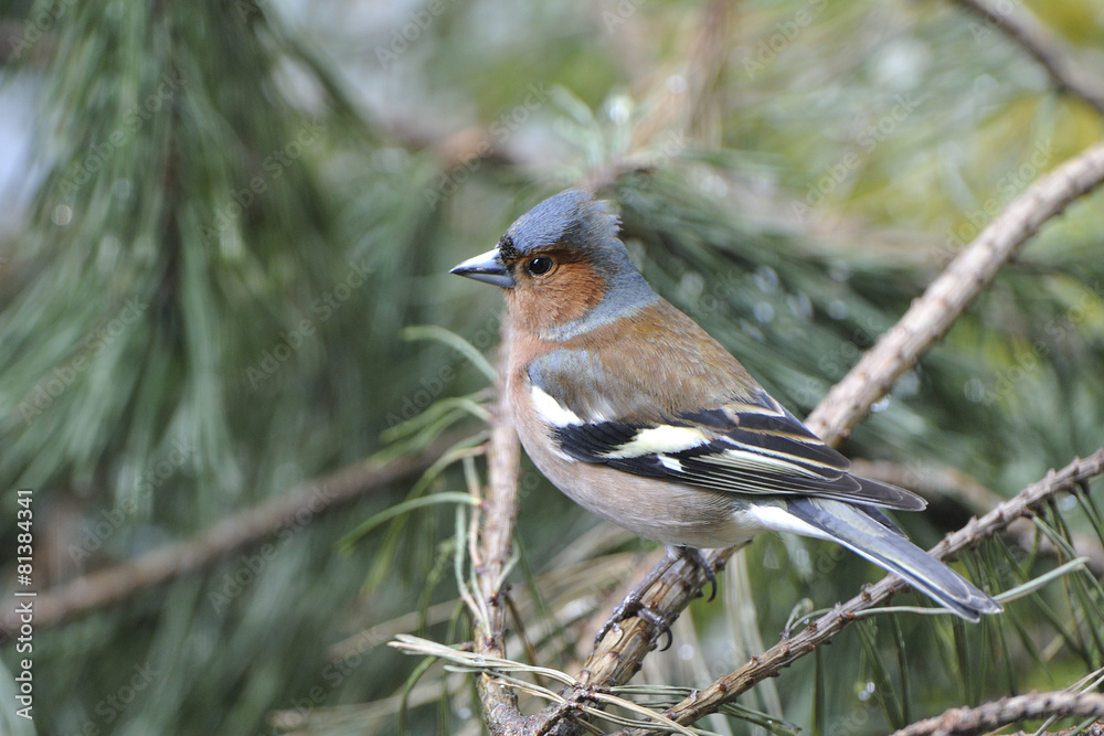 Fototapeta premium Buchfink