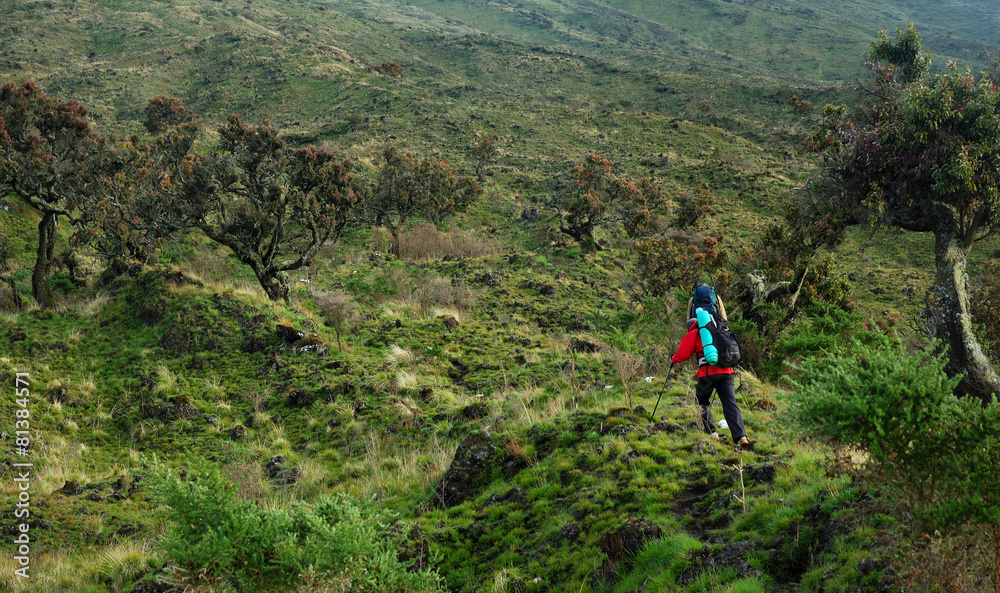 Hiker on their way to Mt.Cameroon