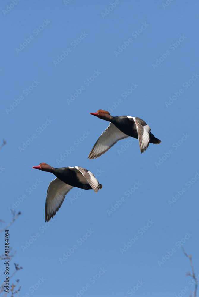 Obraz premium Red-crested Pochard, Netta rufina