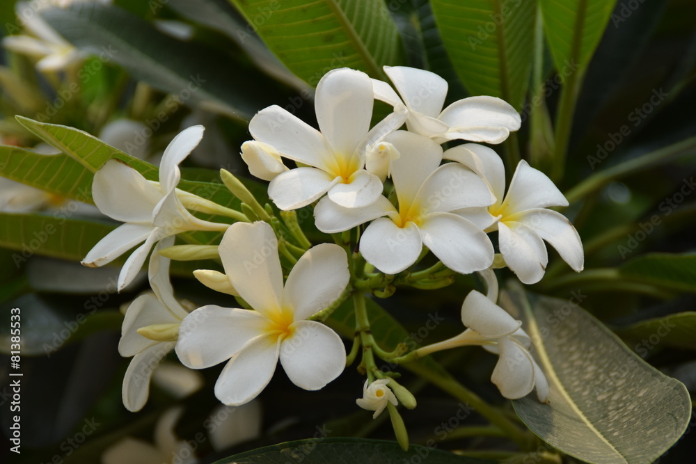 Fototapeta premium Plumeria obtusa