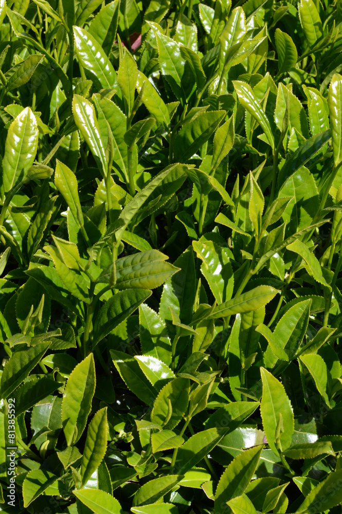Fototapeta premium Tea farm