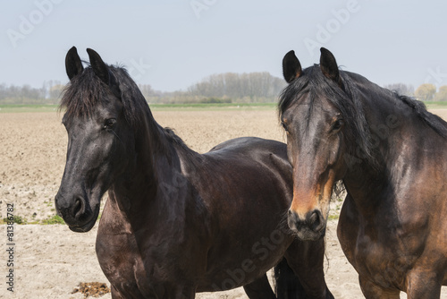 two horses together