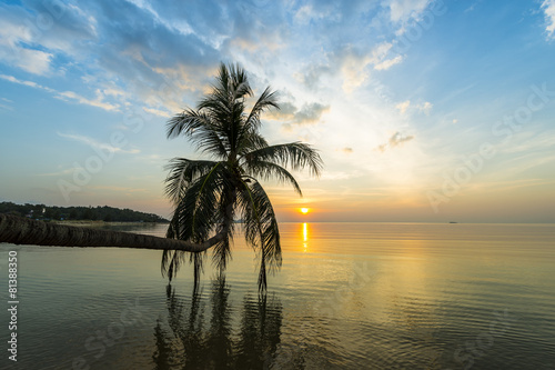 Tropical sunset palm tree in Thailand