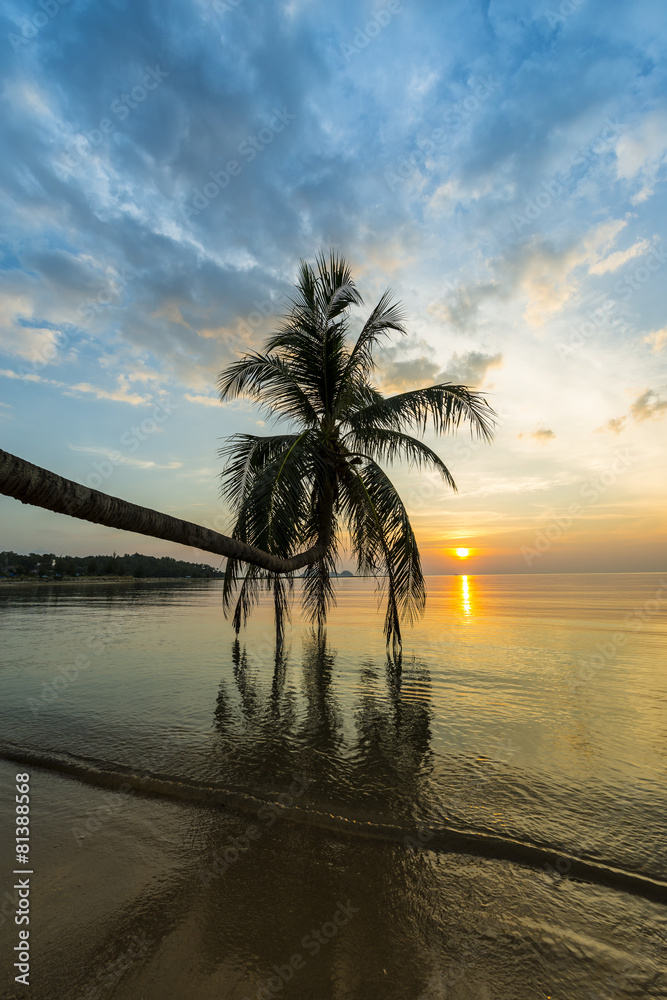 Tropical sunset palm tree in Thailand
