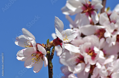 Tela branch of a flowering almond tree