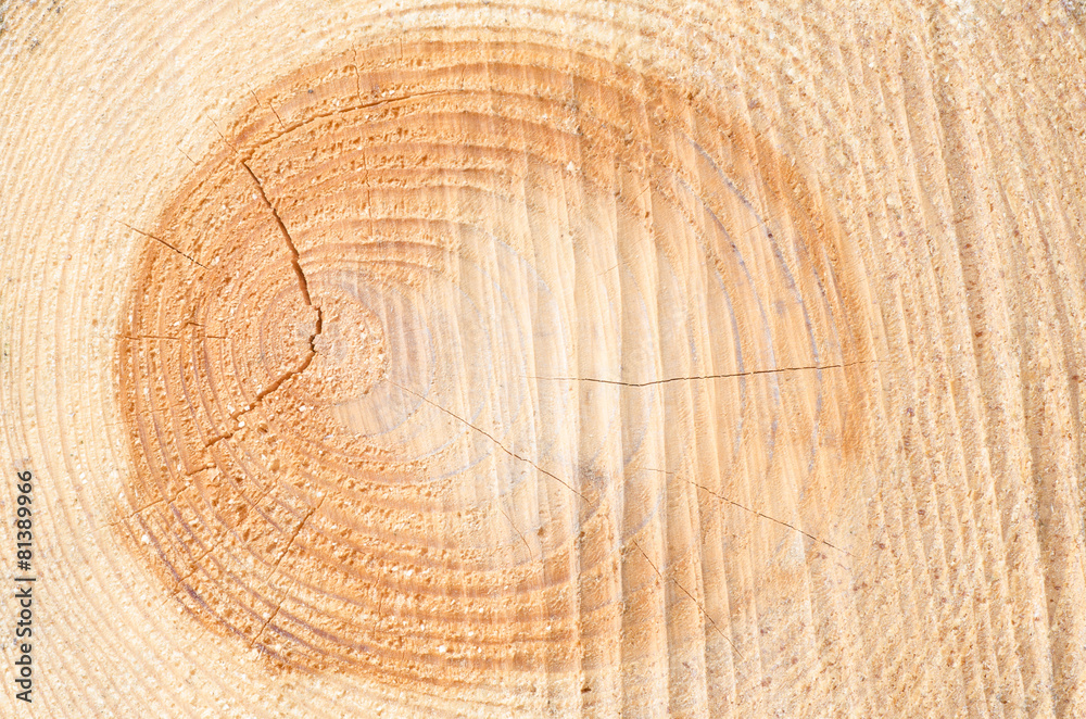 Naklejka premium cut tree trunk texture background