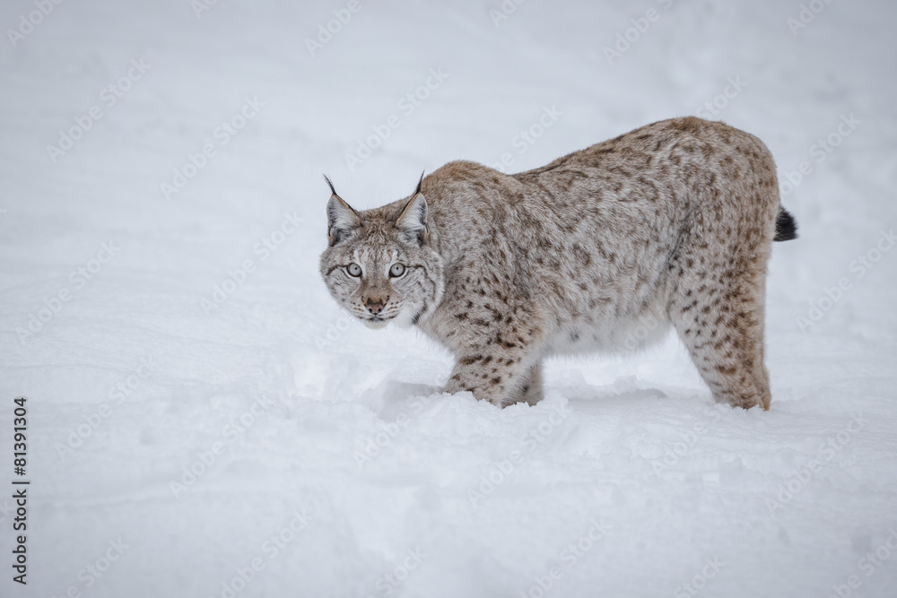 Fototapeta premium Lynx, hunting in deep snow