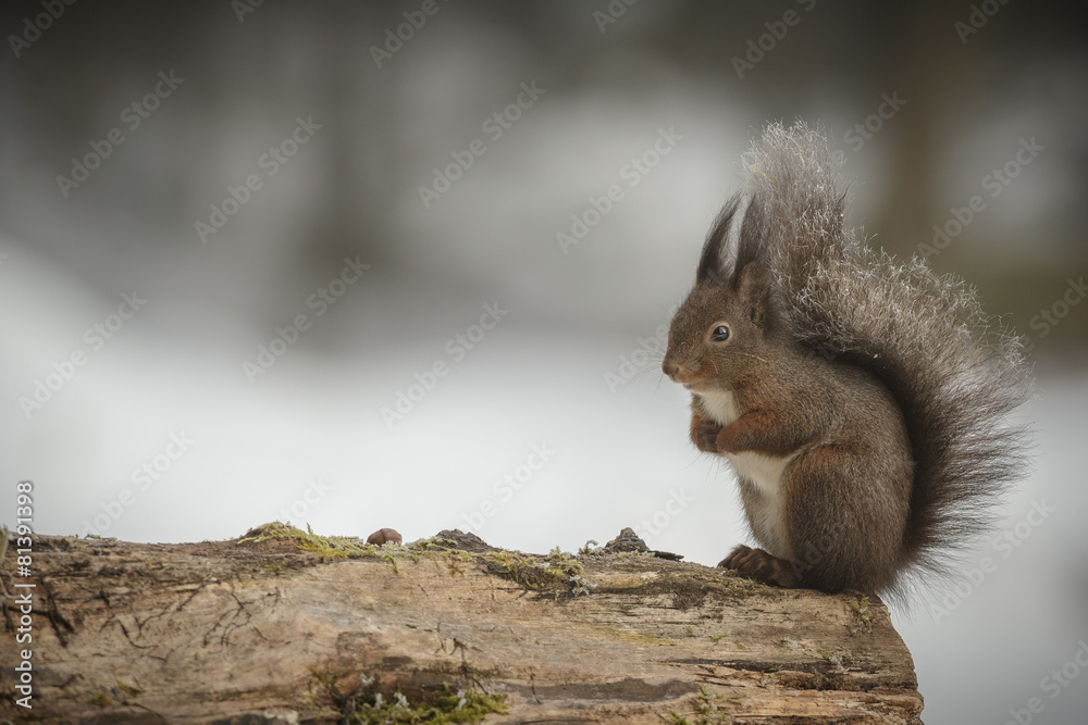 Fototapeta premium Red squirrel with frosty tail