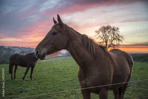 Fototapeta Naklejka Na Ścianę i Meble -  Horse in fields at sunset Cornwall, UK